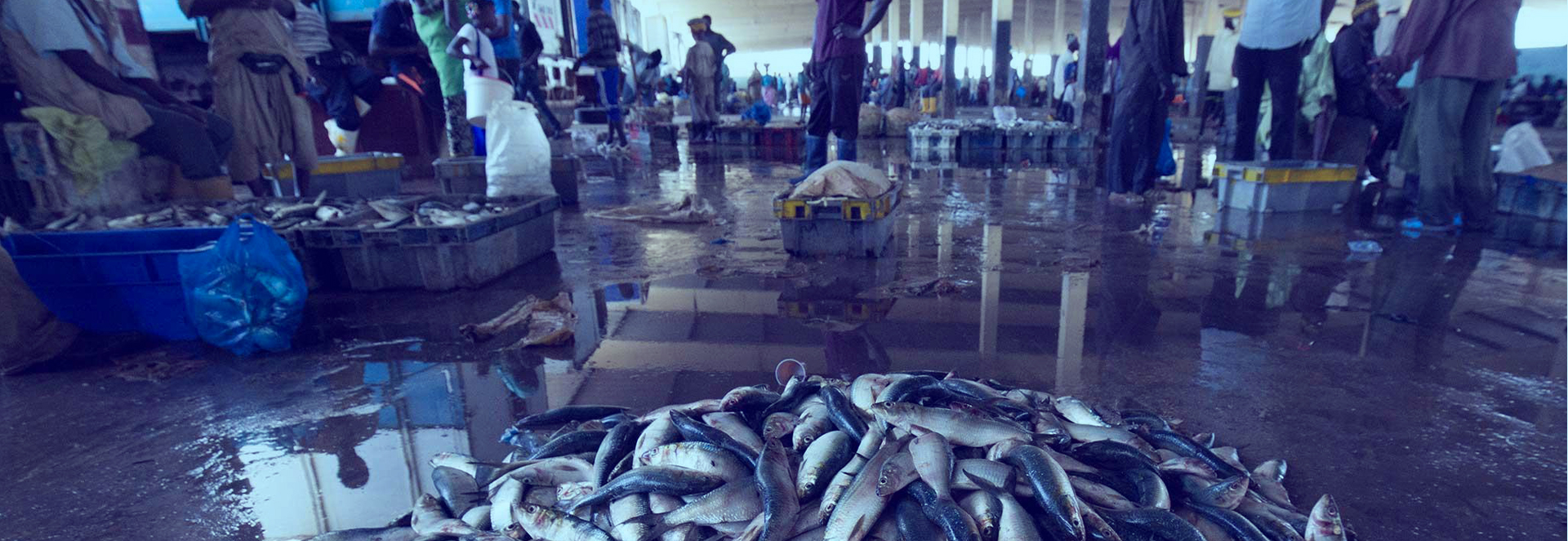 Sea Food & Fish Meal Industries